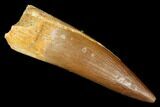 Fossil Plesiosaur (Zarafasaura) Tooth - Morocco #176887-1